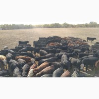 Продам быков абердин-ангус от поставщика только в Казахстане