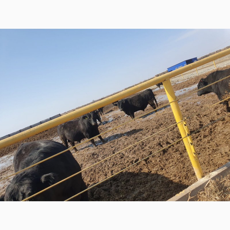 Фото 2. Продам быков абердин-ангус от поставщика только в Казахстане