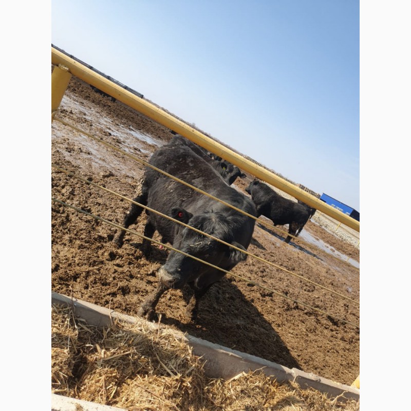 Фото 3. Продам быков абердин-ангус от поставщика только в Казахстане