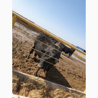 Продам быков абердин-ангус от поставщика только в Казахстане