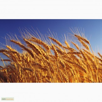 Пшеница 4 класс на Китай