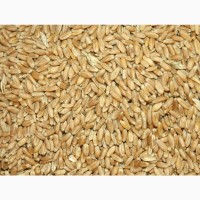 Пшеница мягких сортов 1, 2, 3, 4, 5, некласска