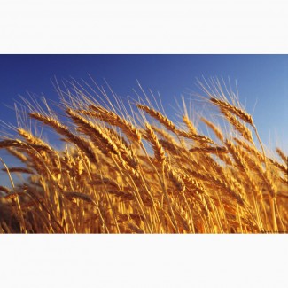 Продам семена пшеницы
