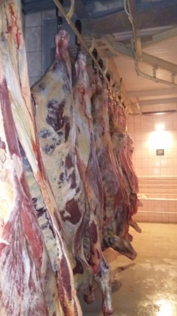 Фото 6. Продам телятина говядина баранина в тушах