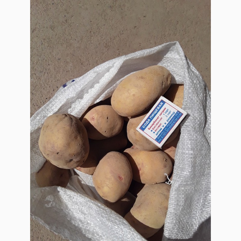 Картофель оптом от Производителя — Agro-Kazakhstan