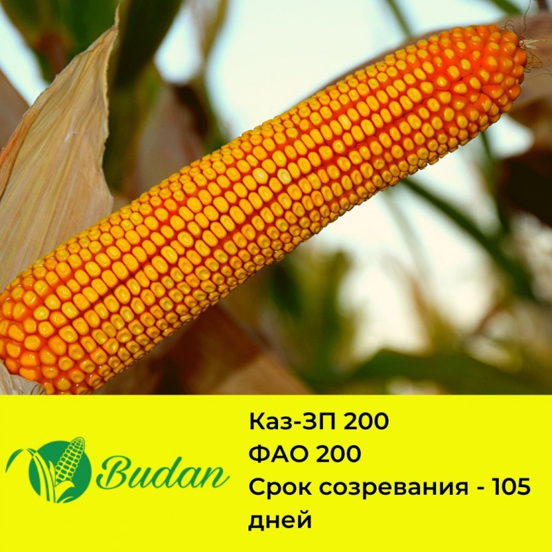 Семена кукурузы Каз-ЗП 200 — Agro-Kazakhstan