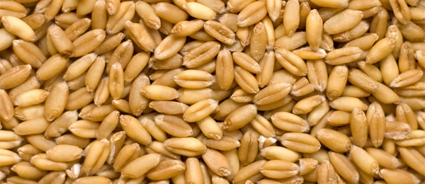 Семена пшеницы — Agro-Kazakhstan
