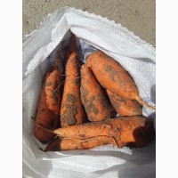 Морковь оптом от Производителя