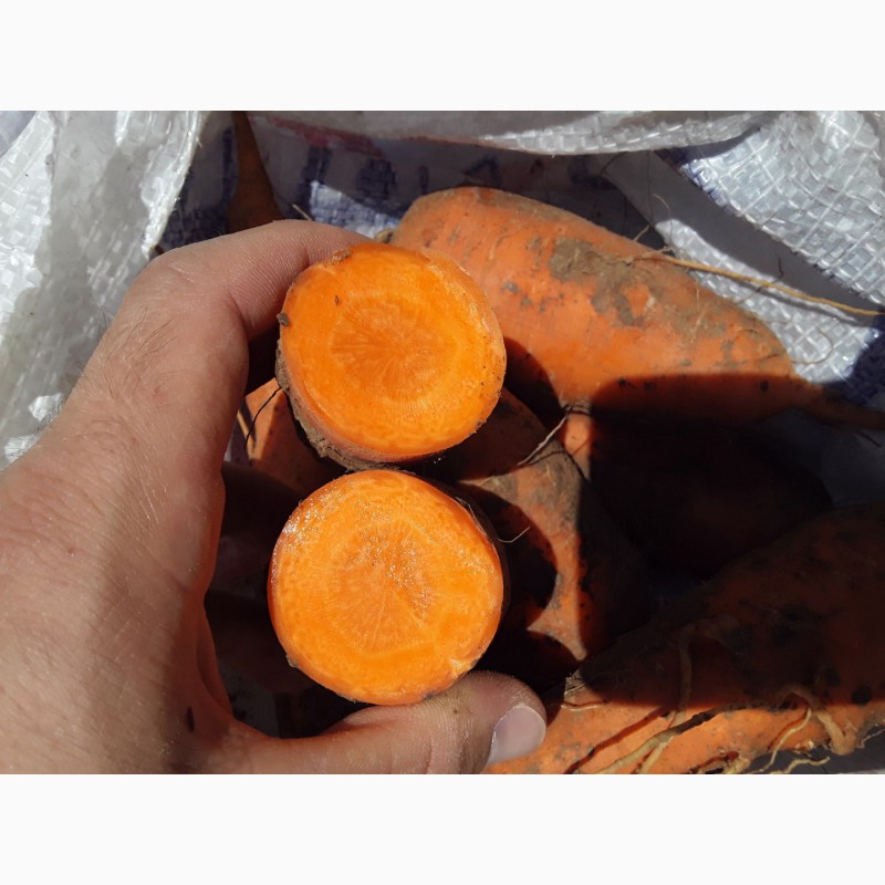 Фото 3. Морковь оптом от Производителя