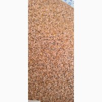 Продам на экспорт: пшеницу, ячмень, семена льна, просо, горох, рапс, горчицу, чечевицу