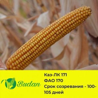 Семена кукурузы Каз-ЛК 171