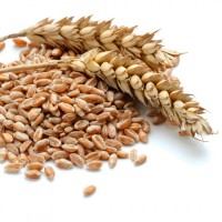 Продаем Пшеницу, Ячмень 3-4 класс по Казахстану
