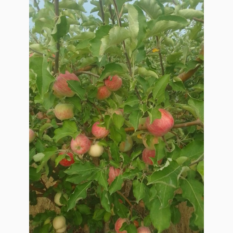 Фото 10. Яблоки оптом летние сорта
