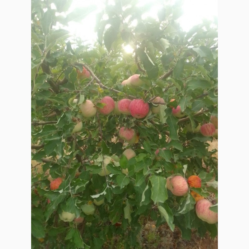 Фото 11. Яблоки оптом летние сорта