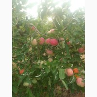 Яблоки оптом летние сорта