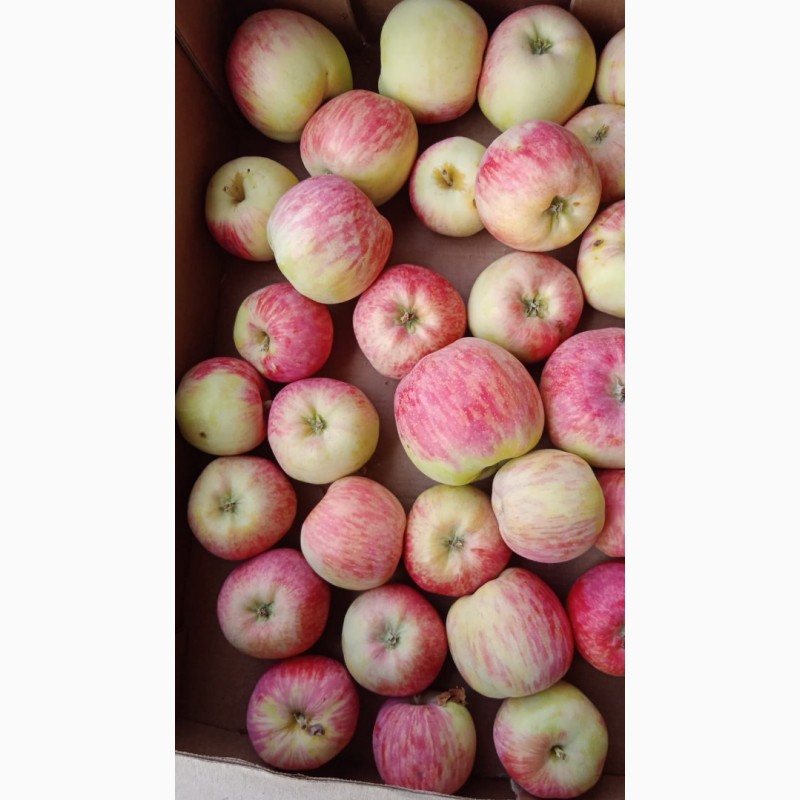 Фото 12. Яблоки оптом летние сорта