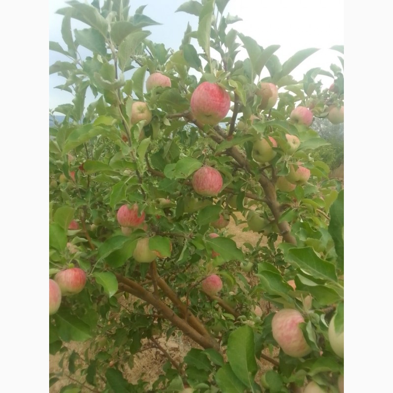 Фото 15. Яблоки оптом летние сорта