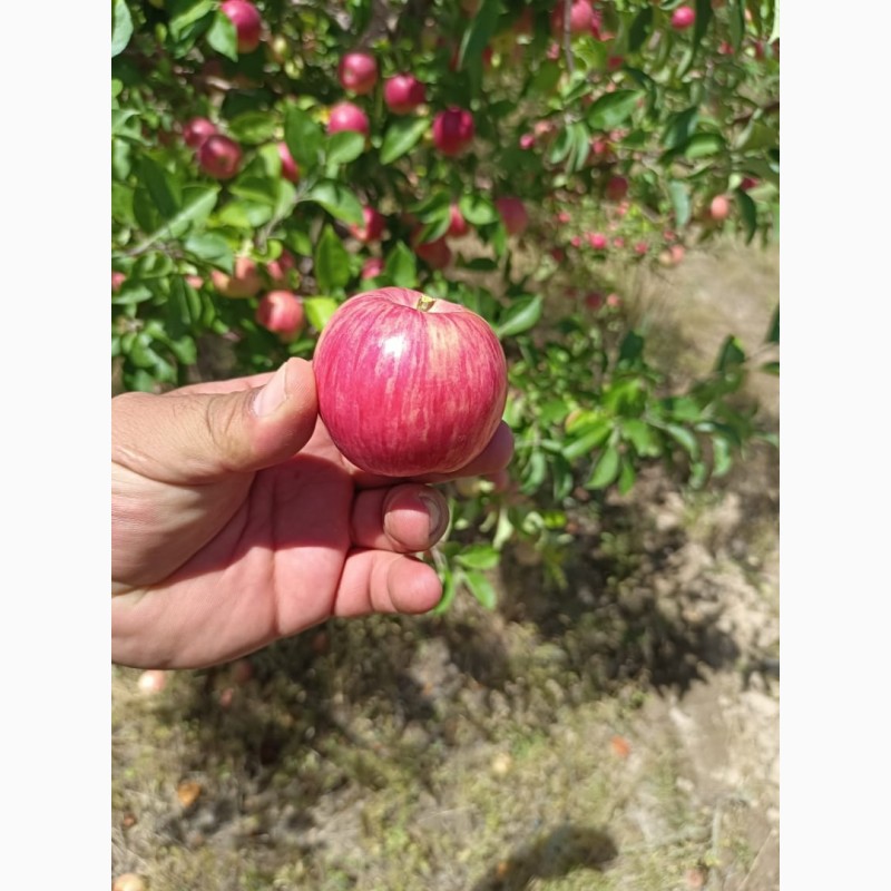 Фото 2. Яблоки оптом летние сорта