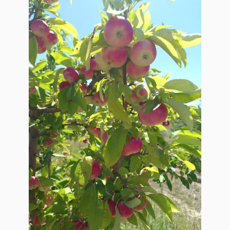 Фото 3. Яблоки оптом летние сорта