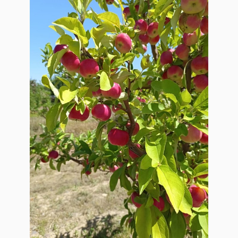 Фото 6. Яблоки оптом летние сорта