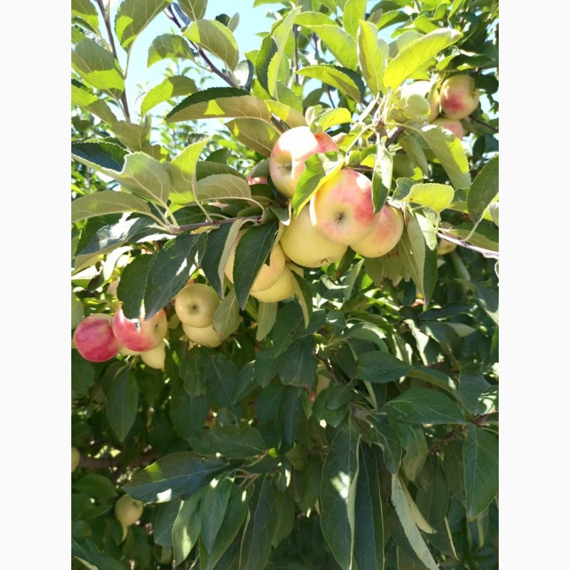 Фото 7. Яблоки оптом летние сорта