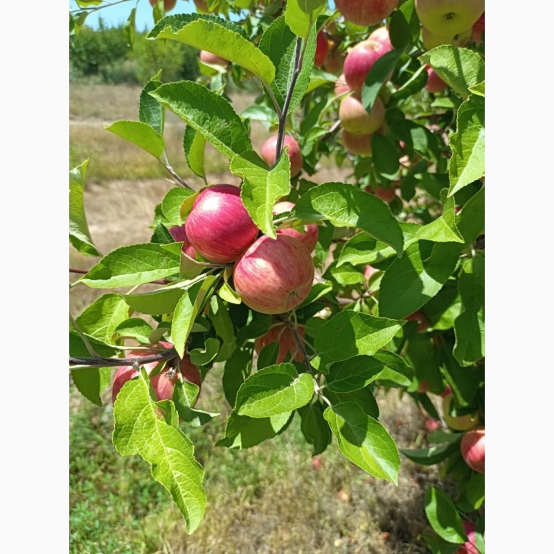 Фото 8. Яблоки оптом летние сорта