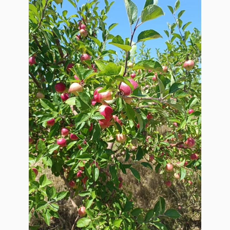 Фото 9. Яблоки оптом летние сорта