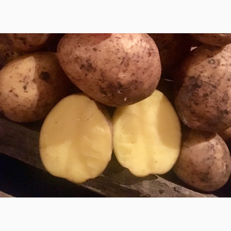 Фото 4. Продам картофель