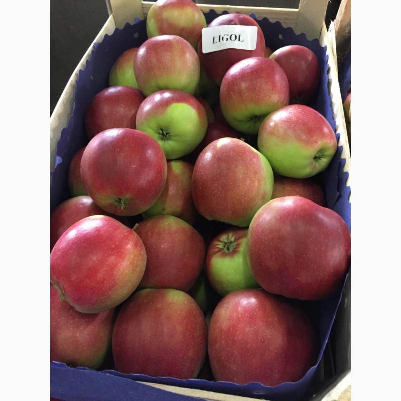 Фото 10. Продаем качественные польские яблоки, фрукты