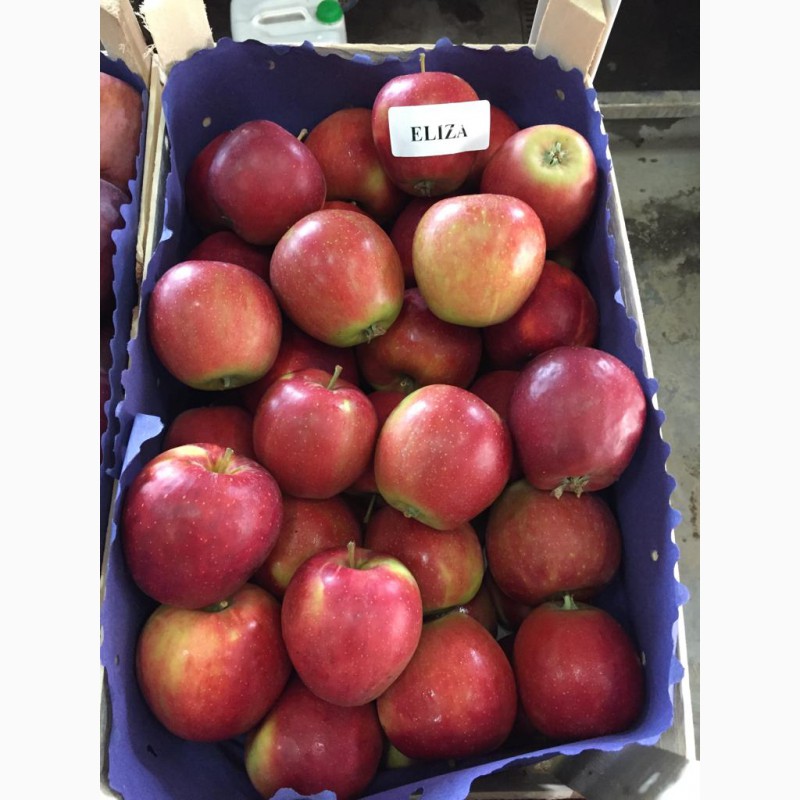 Фото 11. Продаем качественные польские яблоки, фрукты
