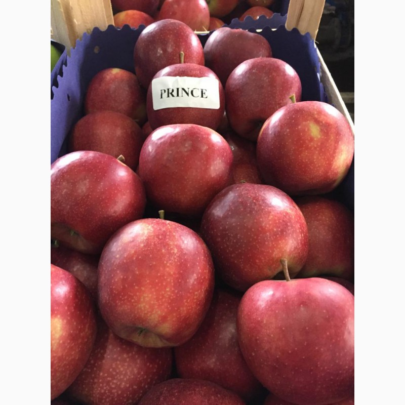 Фото 12. Продаем качественные польские яблоки, фрукты