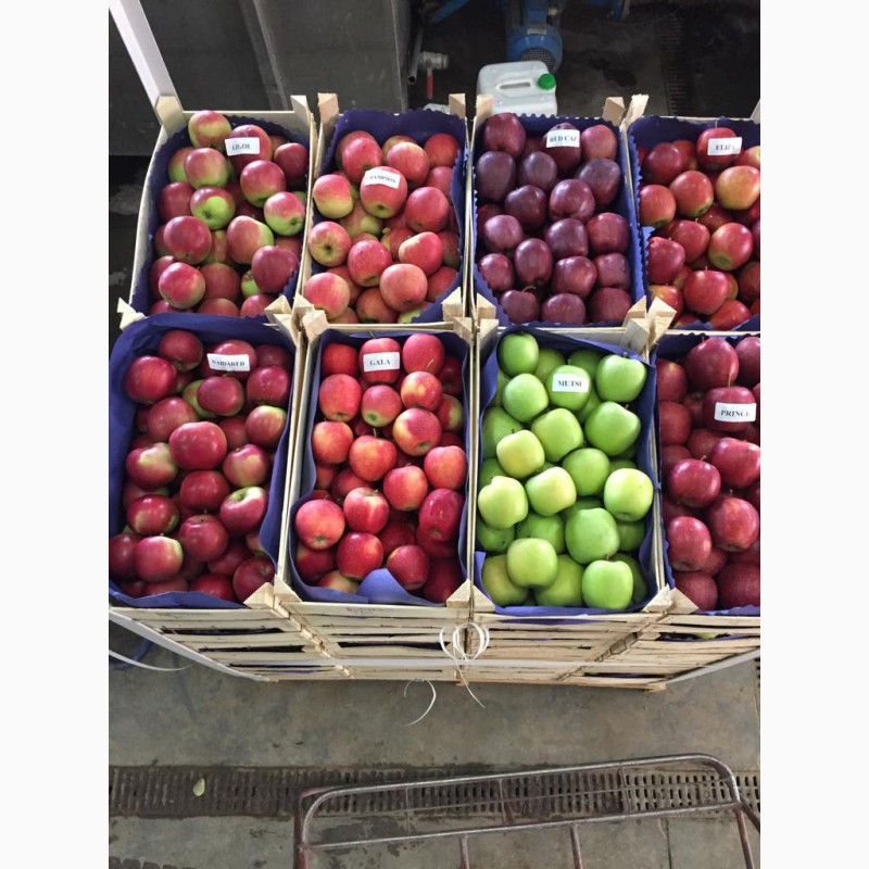 Фото 2. Продаем качественные польские яблоки, фрукты