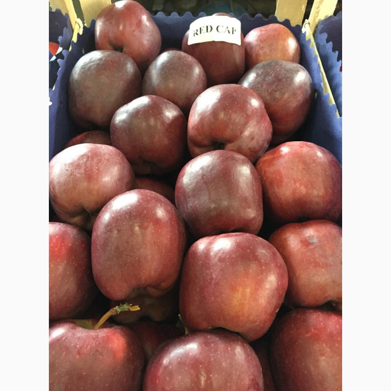 Фото 3. Продаем качественные польские яблоки, фрукты