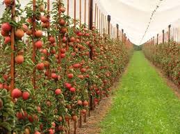 Фото 5. Продаем качественные польские яблоки, фрукты