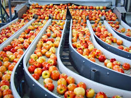 Фото 8. Продаем качественные польские яблоки, фрукты