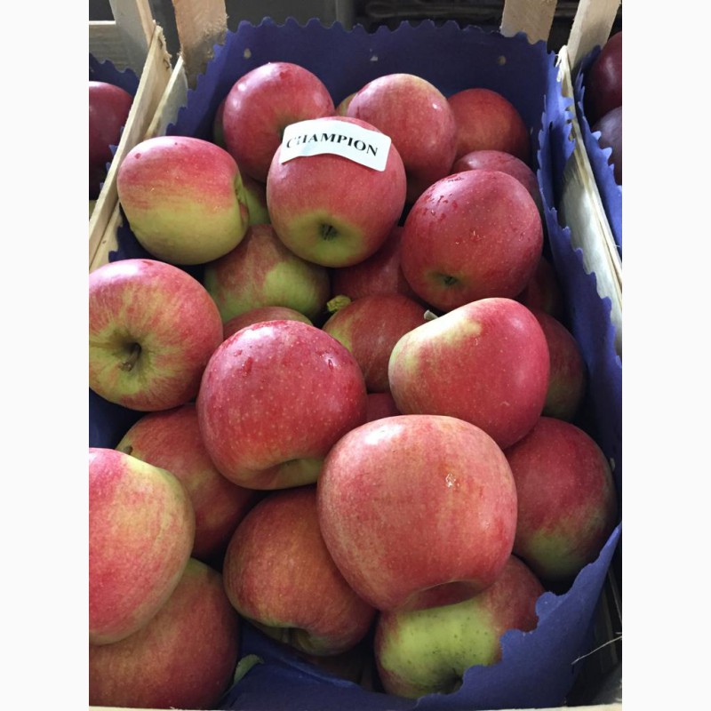Фото 9. Продаем качественные польские яблоки, фрукты