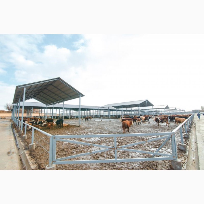 Фото 5. Строительство, реконструкция молочно-товарных ферм, откормочников