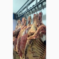 Мясо говядины 1 категории бычки/телки