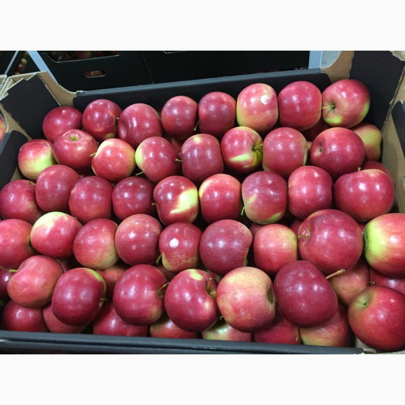 Фото 2. Польское яблоко от производителя La-Sad