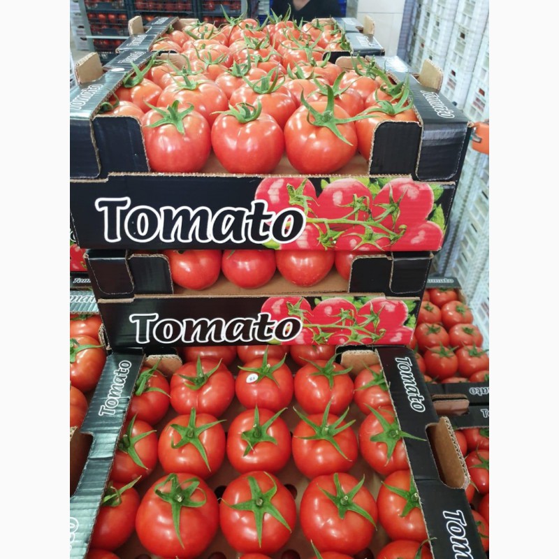 Фото 2. Продаём помидоры оптом из Турции