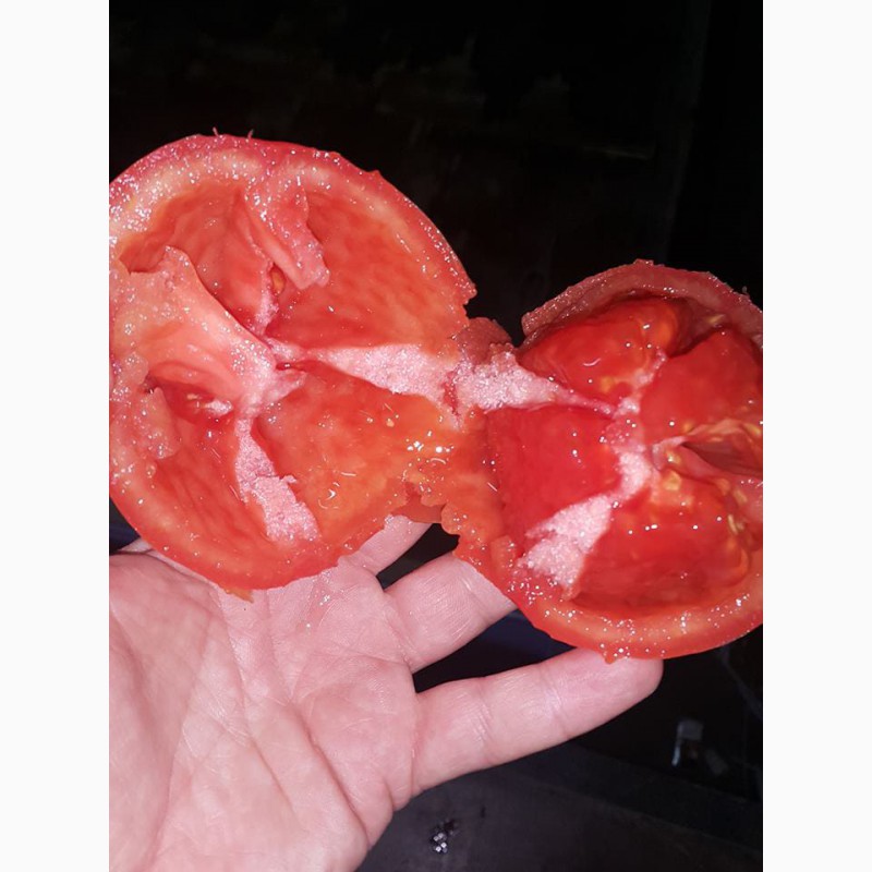 Фото 3. Продаём помидоры оптом из Турции