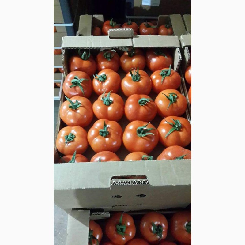 Фото 4. Продаём помидоры оптом из Турции