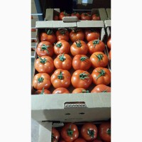 Продаём помидоры оптом из Турции