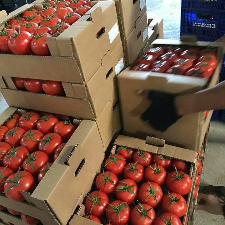 Фото 5. Продаём помидоры оптом из Турции