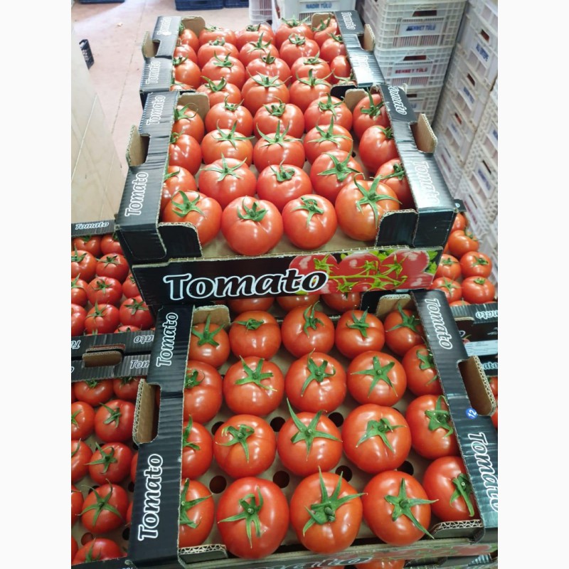 Фото 6. Продаём помидоры оптом из Турции