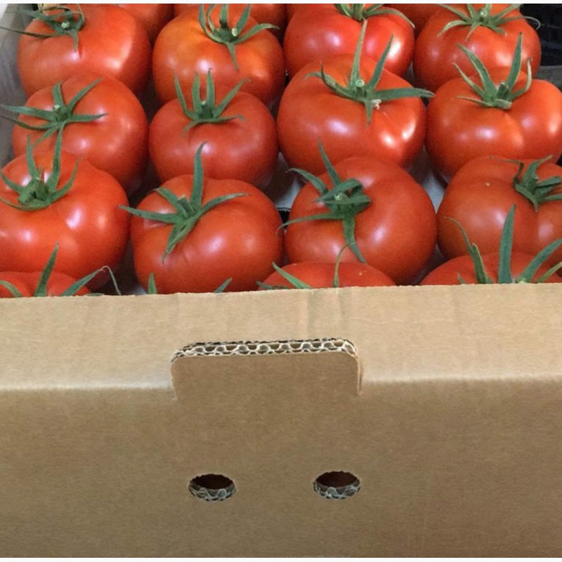 Фото 7. Продаём помидоры оптом из Турции