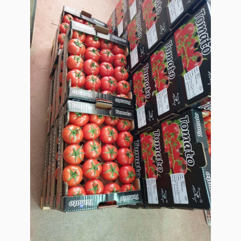 Фото 8. Продаём помидоры оптом из Турции