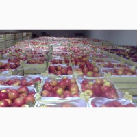 Яблоко оптом от производителя 130 тг за кг 130 тг./кг