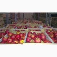 Яблоко оптом от производителя 130 тг за кг 130 тг./кг