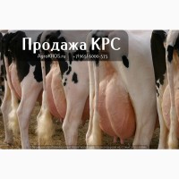 Продажа оптом по России Молочные породы КРС, Продажа племенных нетелей